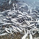 ���� ������, �����, 54 ���� - ��������� 1 ������� 2014 � ������ ���� ����������