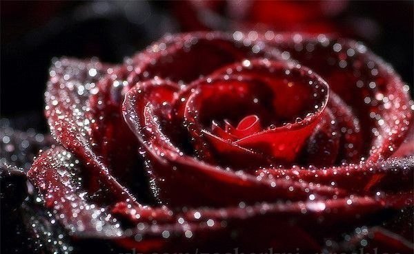 Каждая женщина- это цветок. Как за ней ухаживаешь, так она цветет.