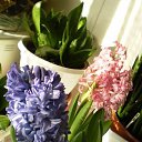 ���� ���, ������� - ��������� 25 ������� 2014 � ������ ���� ����������