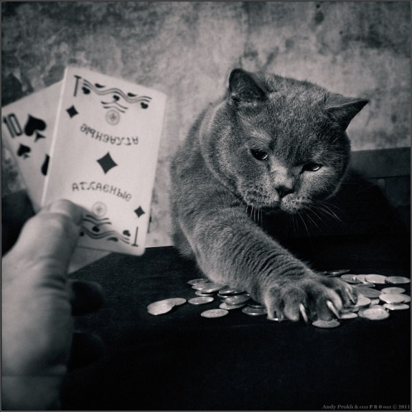 Девочка и кот. Фотоистория одной девочки и кота от Андрея Прохорова. На просторах интернета перед ... - 6