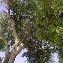  Flura, , 64  -  8  2014    