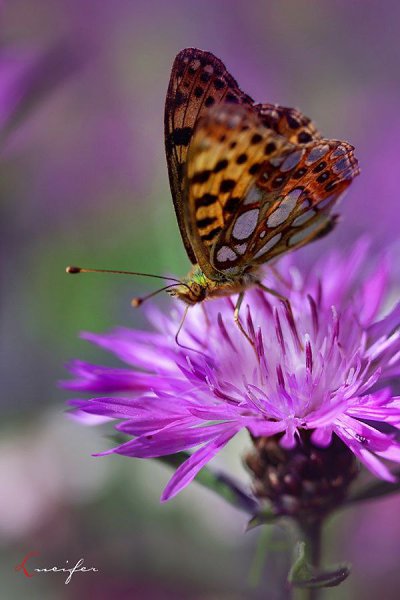 Свобода — классная штука, но иногда хочется поменять ее на счастье.