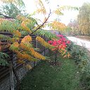  Skoj,  -  16  2014   - 