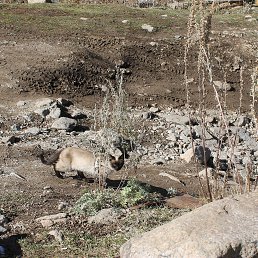 ���� ����� �� �������, ������, 55 ��� - ��������� 14 ������� 2014