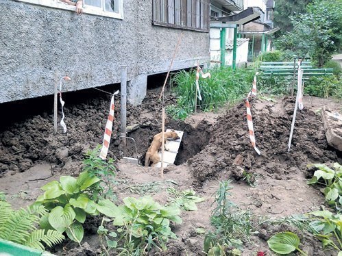 Дворняги, случайно засыпанные землей, провели в «могиле» 18 суток и выжили.Когда из-под земли начал ... - 2