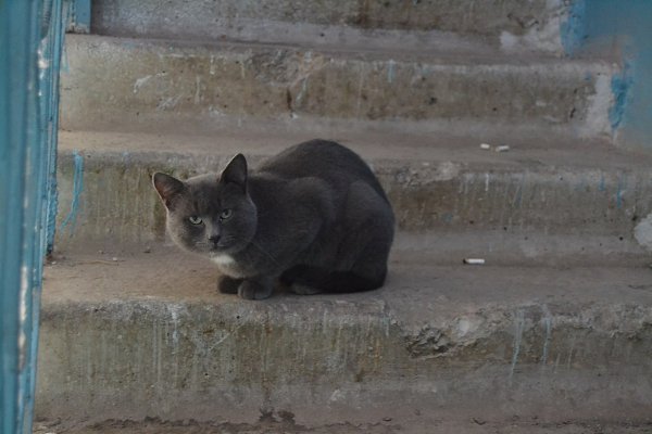 Рубрика #котизм_доброта.Самара Серый кот/кошка с белым галстучком живёт в подъезде. Видно, что котик ...