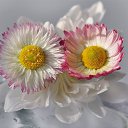 ���� �����, ������ - ��������� 17 ������� 2014 � ������ �flowers�