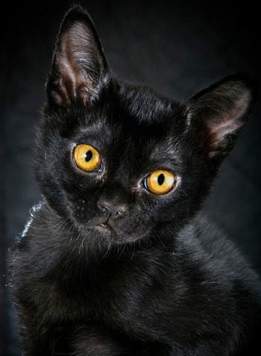 black kitty :3 - 6