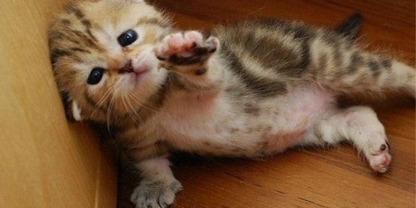 Пленный котенок. Лапки скручены веревкой Ржут довольные фашисты: