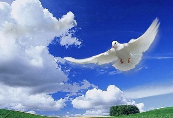 Не храните обиды на сердце... Отпускайте на волю...Прощайте. Есть от горечи старое средство-вы ...