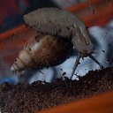 ���� Hell Girl, ���������, 31 ��� - ��������� 31 ������� 2014 � ������ ��������� ���