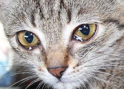 Не обижайте животных... Они тоже плачут...(Не обижайте животных... Они тоже плачут...(((((