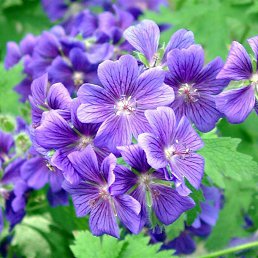 ���� Dadopurso, �����, 45 ��� - ��������� 8 ������� 2014