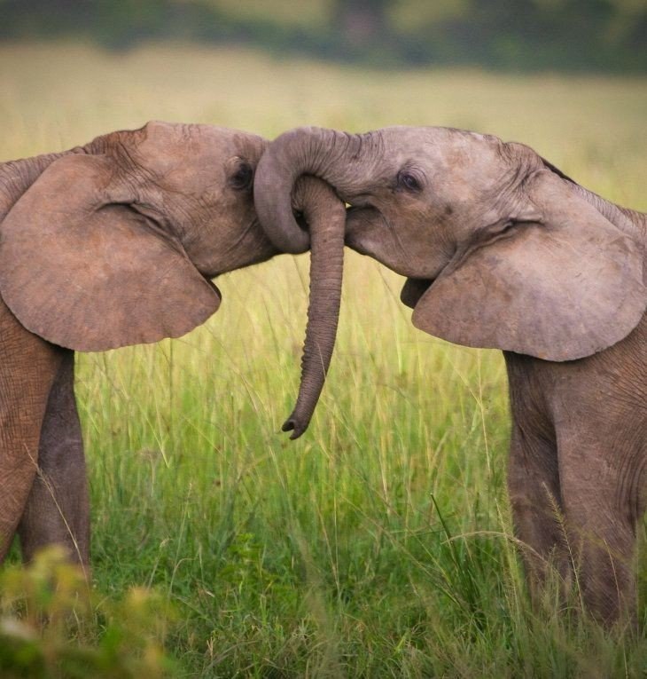 .#animal@travel.blog