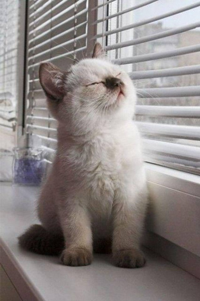   ,   ,     .#animal@travel.blog