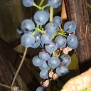  Stas, , 65  -  1  2014    