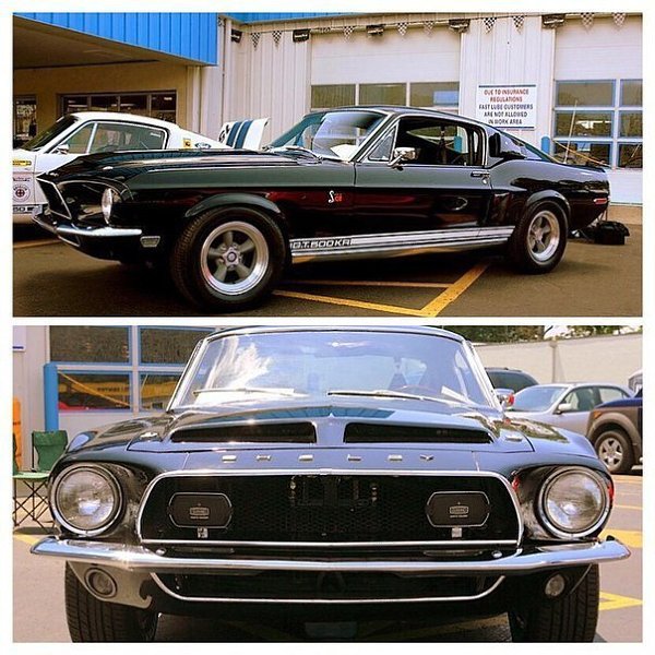 Mustang - 7