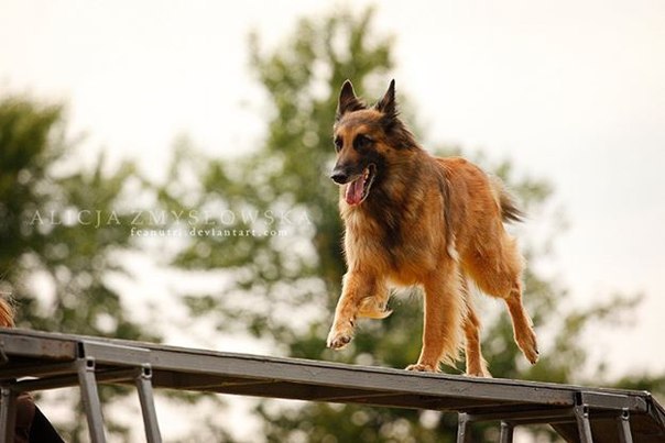  (. agility  , , )       , ... - 2