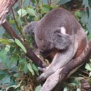  ,  -  18  2014   Daisy Hill Koala Centre