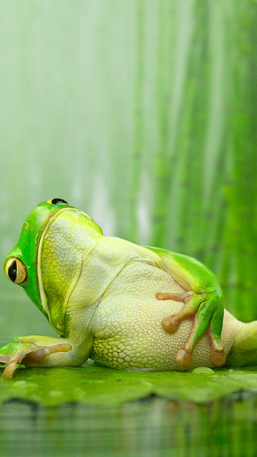� ���� ����� ����� (((
