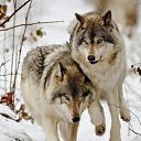 ���� ���������, �����-���������, 34 ���� - ��������� 28 ������� 2014