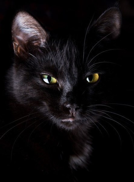 black kitty :3 - 5