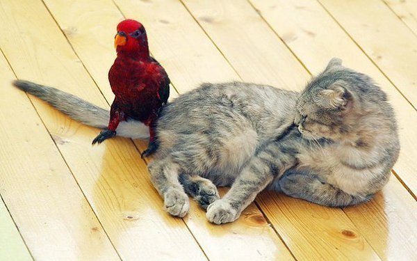 - Вот скажи честно, что ты ко мне испытываешь? - Терпение... Громадное терпение.