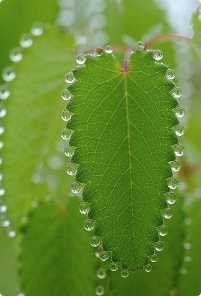 Утренняя роса. Перфекционисты в восторге.