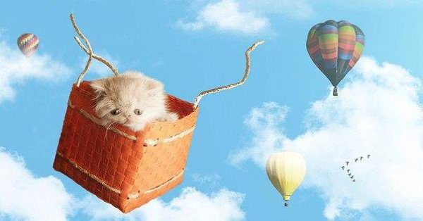 Джизес Сигура фотографирует своего кота по имени Наполеон и делает причудливые фотоколлажи с его ... - 6