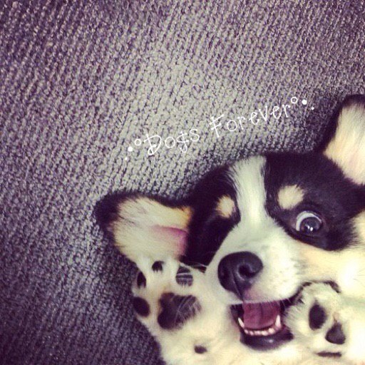 Подписывайся на самый клёвый паблик про собак .•°Dogs Forever°•. ! Только самые красивые фотографии, ...