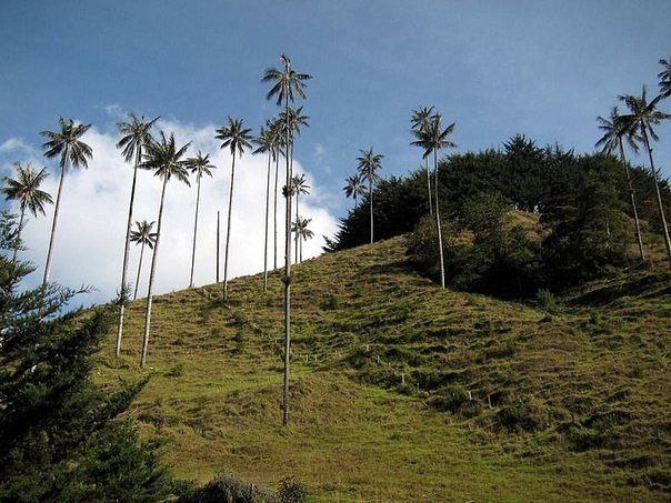     -   (Valle de Cocora), .  (Valle de ... - 3