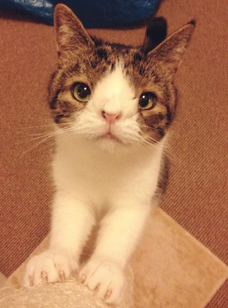 ,    ."    .      ...