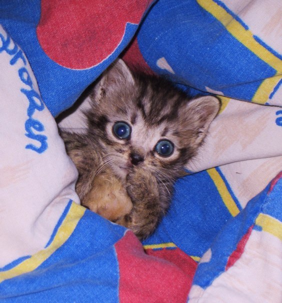 ,        :3