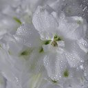 ���� �����, ������ - ��������� 17 ������� 2014 � ������ �flowers�