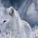  , , 24  -  22  2014   PetLove