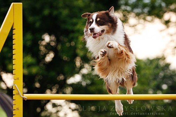  (. agility  , , )       , ...