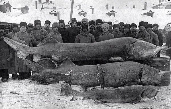 Вот такая рыбка ловилась в реке Волга в 1924 г.