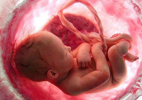 Жизнь до рождения: удивительные факты.Внутриутробная жизнь будущего человечка всегда вызывала к себе ...