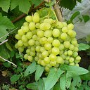 ���� Guzel, ��� - ��������� 24 ������� 2014 � ������ ���� ����������