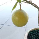 ���� �������, ����, 105 ��� - ��������� 19 ������� 2014 � ������ �������� 2014�