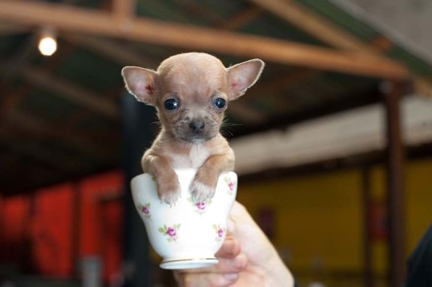,  .#animal@travel.blog - 2