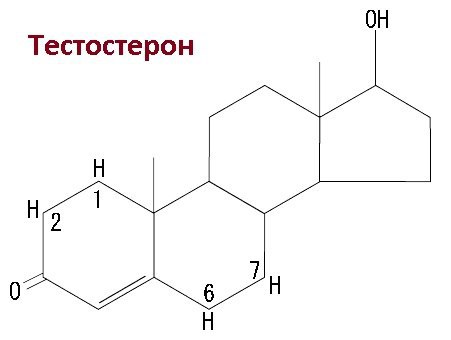 О ритмичности тестостерона.Все или почти все виды деятельности человека связаны с временем суток, ...