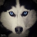 ���� �����, ������ - ��������� 17 ������� 2014 � ������ �animals�