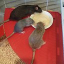 ���� Liana, �����������, 45 ��� - ��������� 25 ������ 2014 � ������ ������ ��������