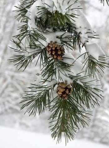 Счастлив тот, кто научился восхищаться, а не завидовать.