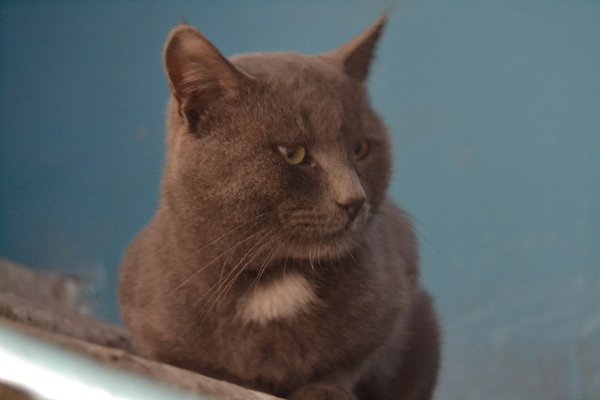 Рубрика #котизм_доброта.Самара Серый кот/кошка с белым галстучком живёт в подъезде. Видно, что котик ... - 3