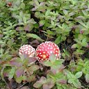 ���� ������, �������, 70 ��� - ��������� 31 ������� 2014 � ������ ���� ����������