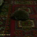 ���� �������, �����-���������, 54 ���� - ��������� 31 ������� 2014 � ������ ������ ��������