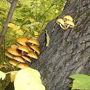 ���� �������, �����������, 60 ��� - ��������� 22 ������� 2014 � ������ ���� ����������