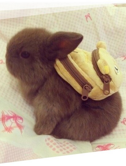 Look at this bunny wearing a backpack .. I hope he has tiny carrots inside of it.. . . . . . . . . . ... - 3